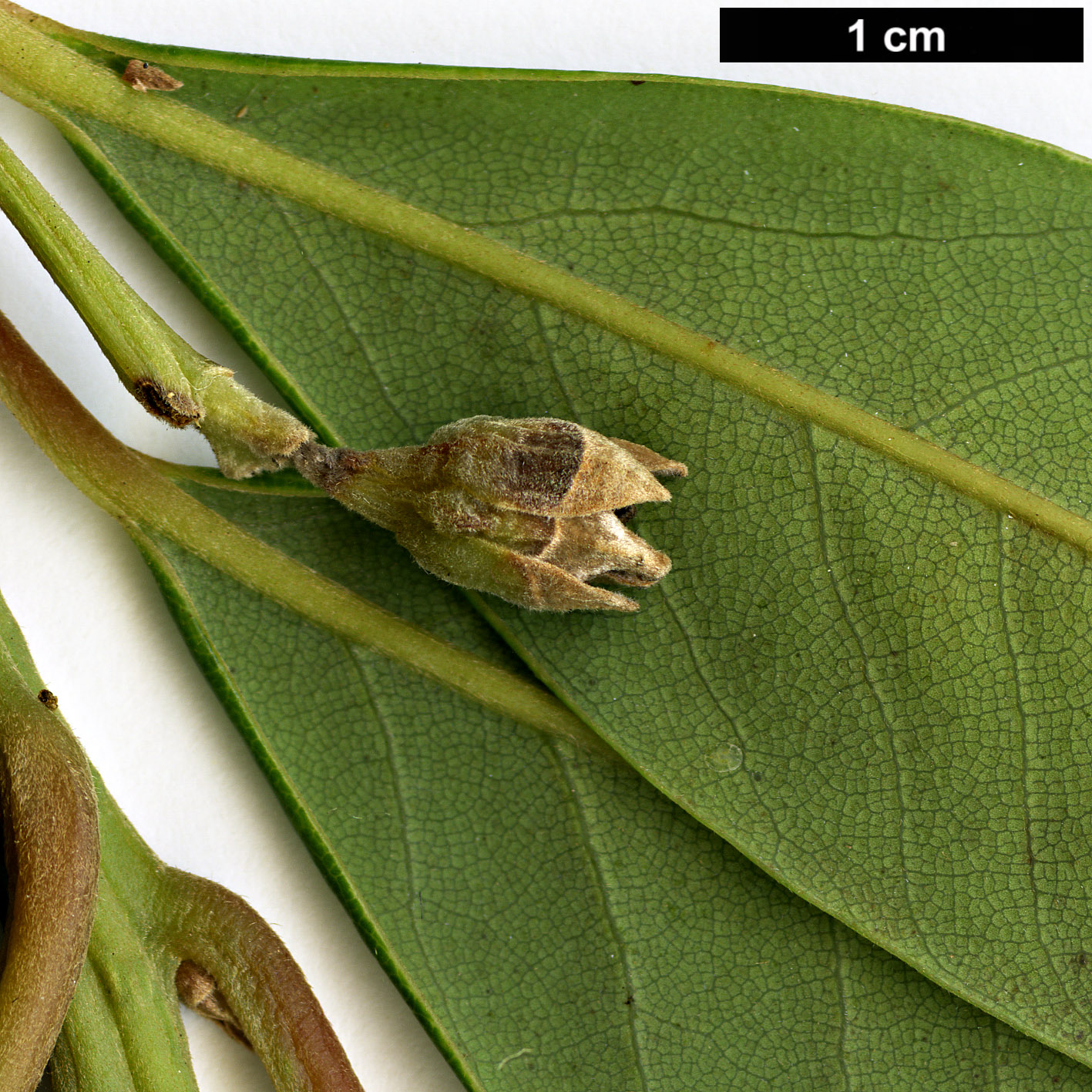 High resolution image: Family: Lauraceae - Genus: Persea - Taxon: indica